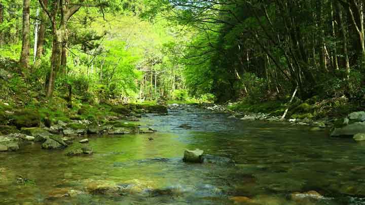 Crystal Clear Stream: 3-Hour 4K Nature Sounds & Birdsong from Gifu, Japan 28 Crystal Clear Stream: 3-Hour 4K Nature Sounds & Birdsong from Gifu, Japan